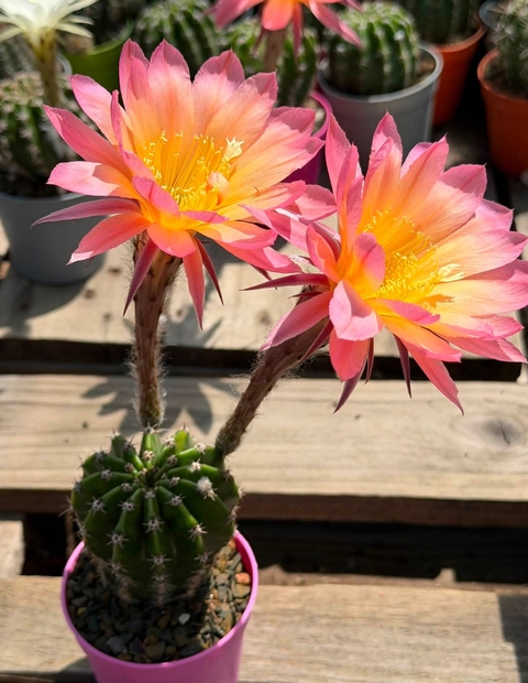 tapety Orange, Cactus