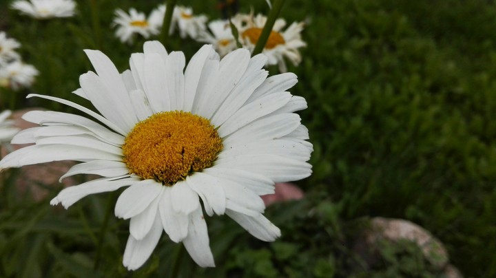 chamomile