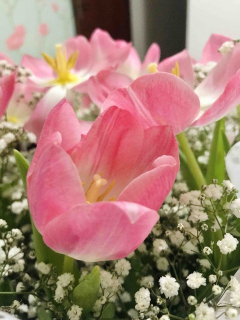 Tulipa
