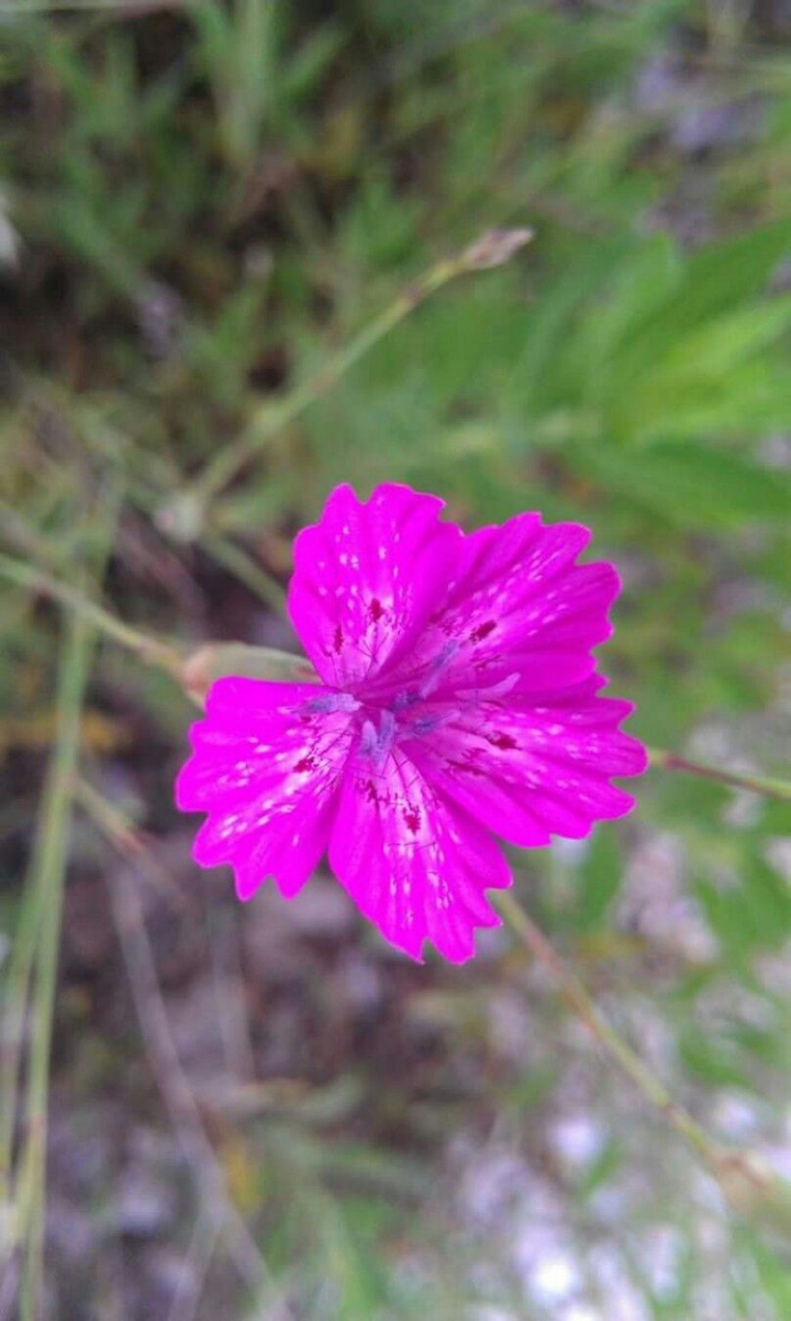 Shy flower