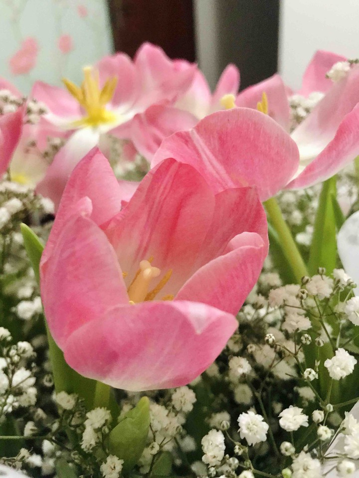 Tulipa