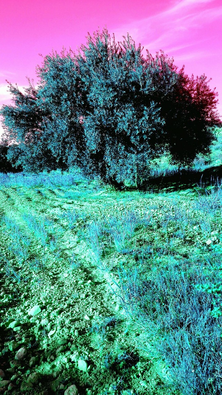 L'olivier du monde parallèle