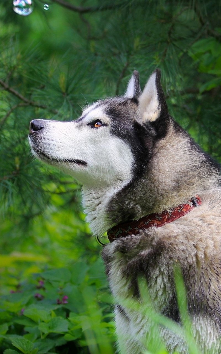 Husky Wolfdog