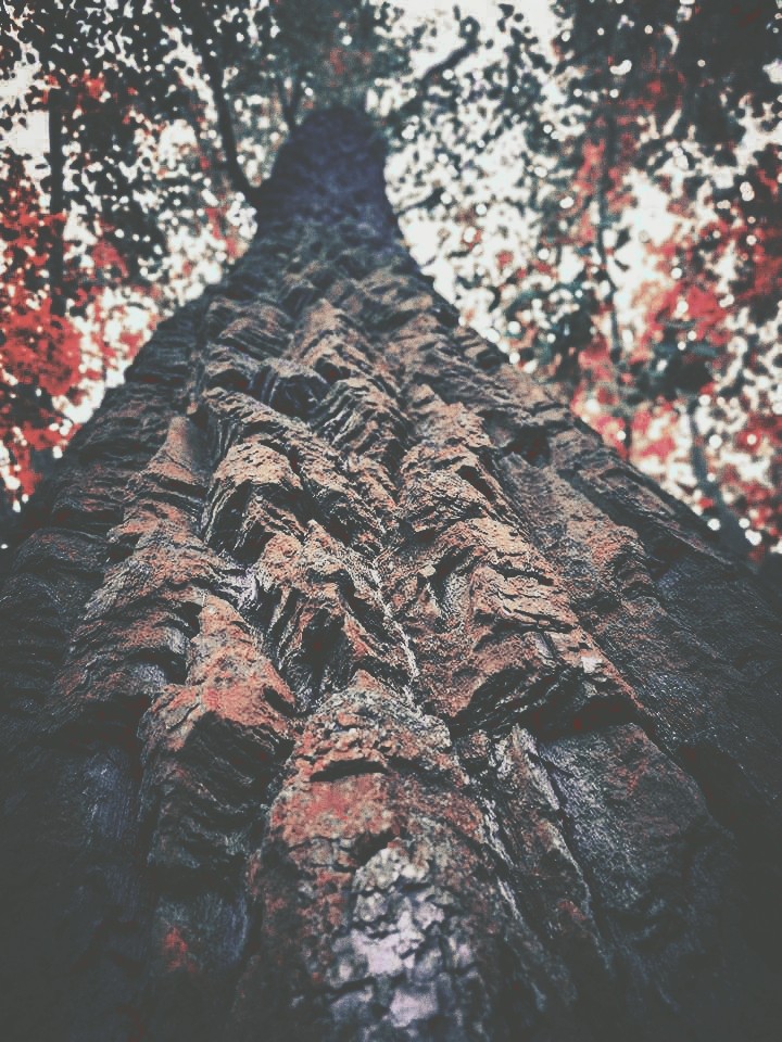 Autumn tree