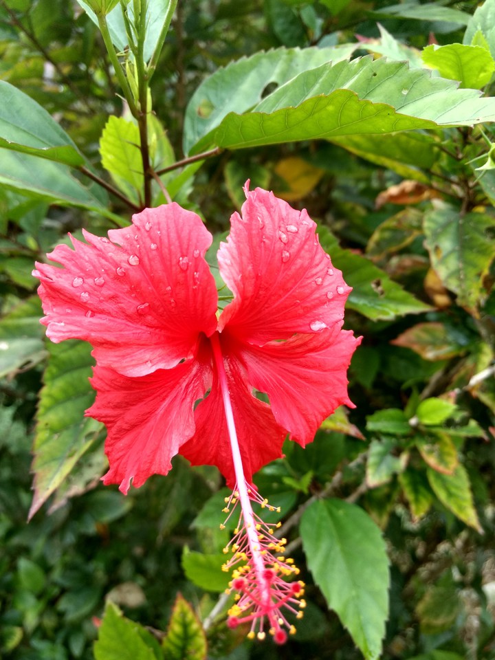 China ?Rose