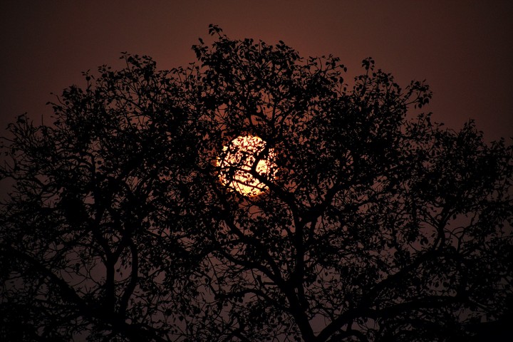 sunset behind the tree