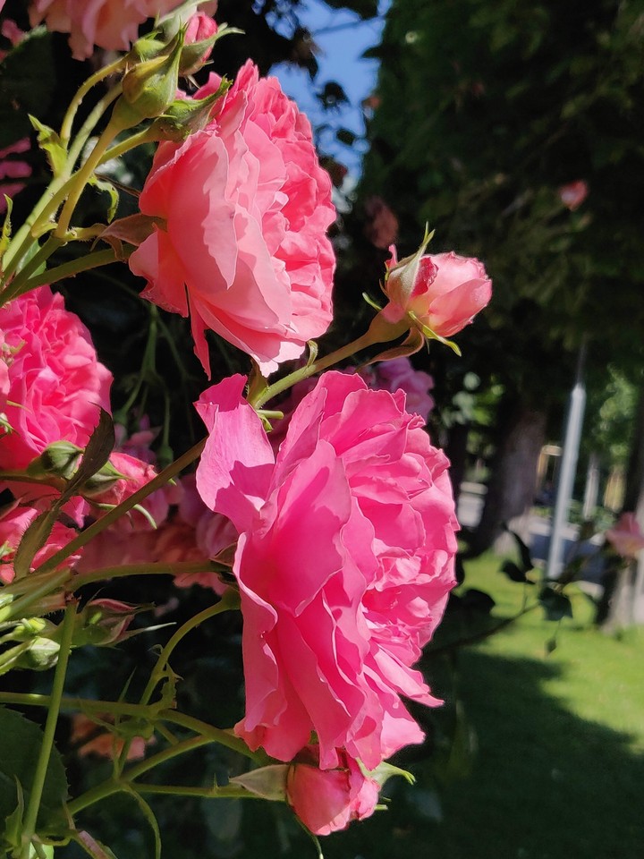 bloom..
