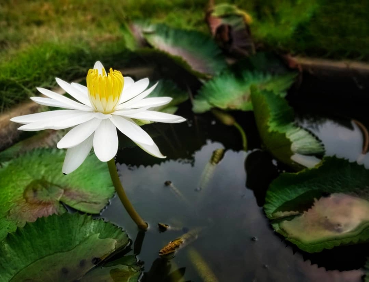 water lily
