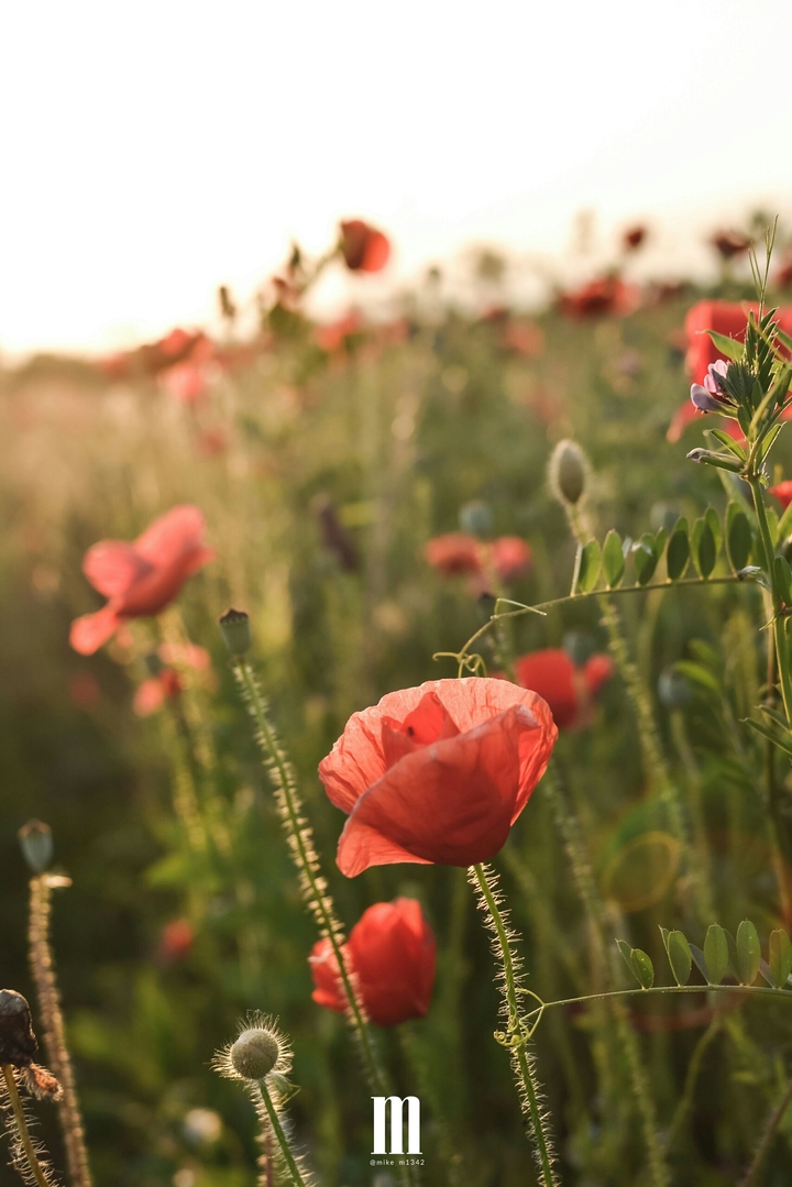 Poppy Field