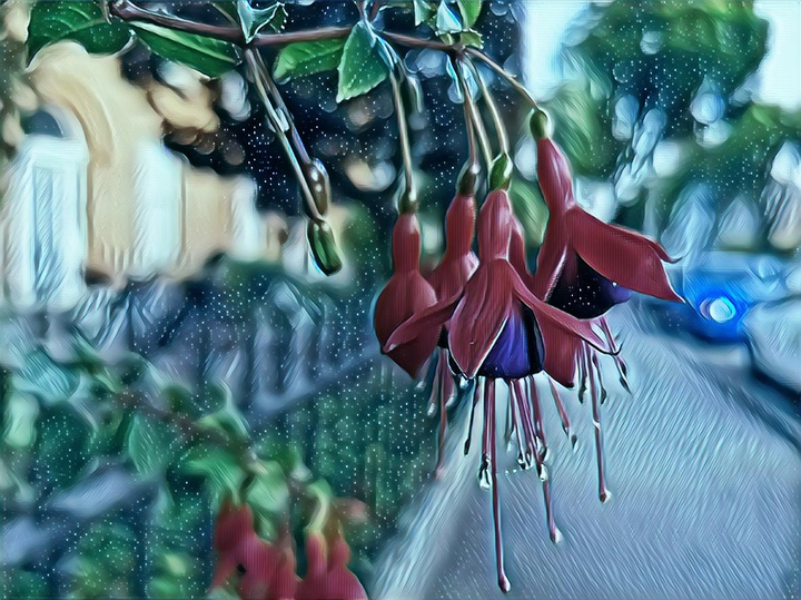 Hybrid Fuchsia