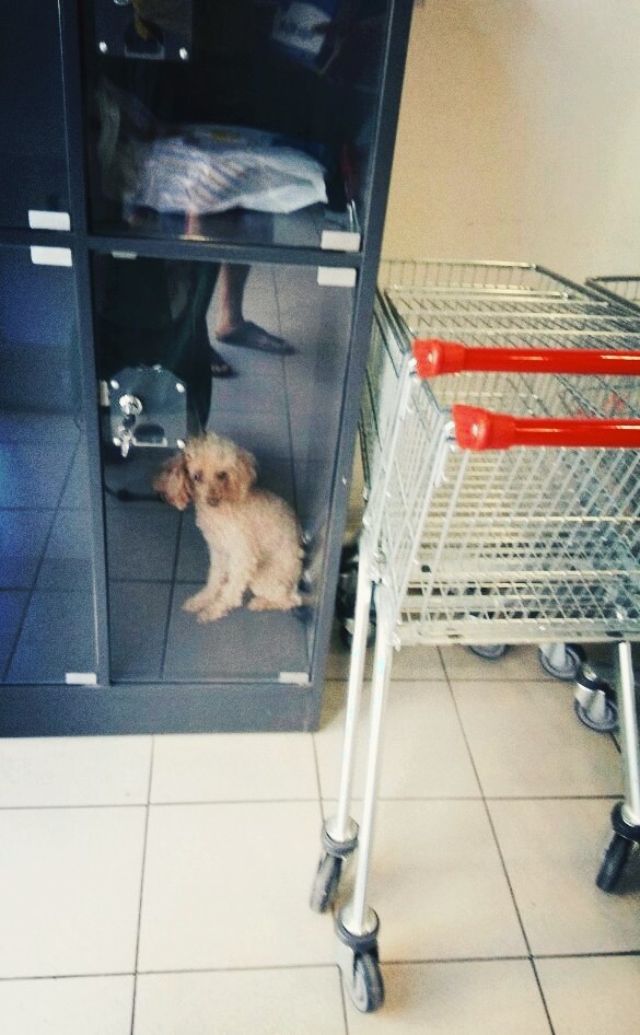 Dog waiting for freedom