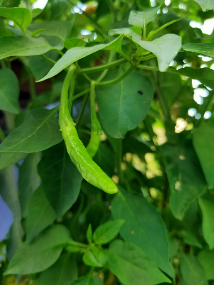 chilli