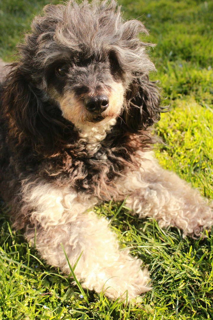 My dog