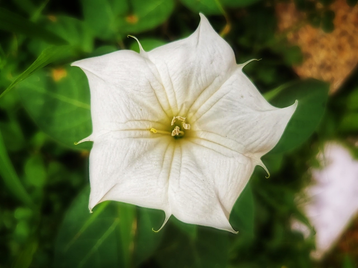 white blossom
