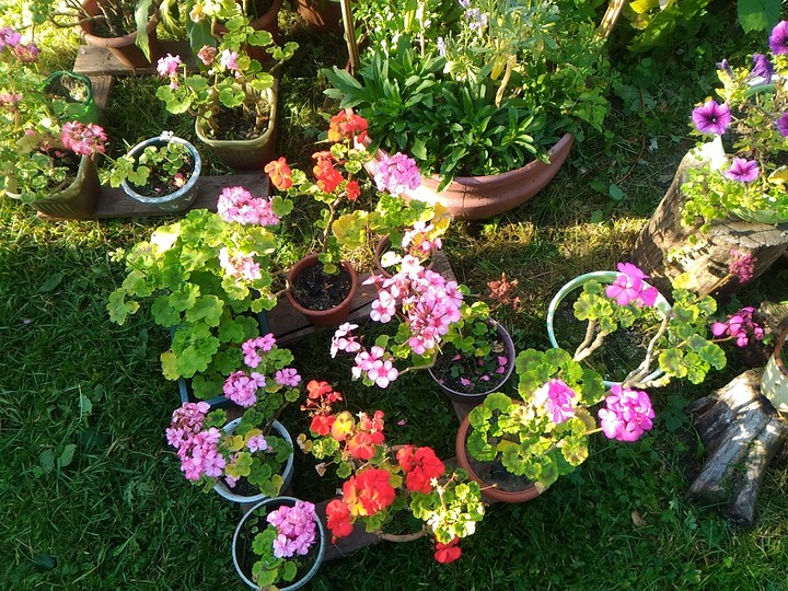 Flowers