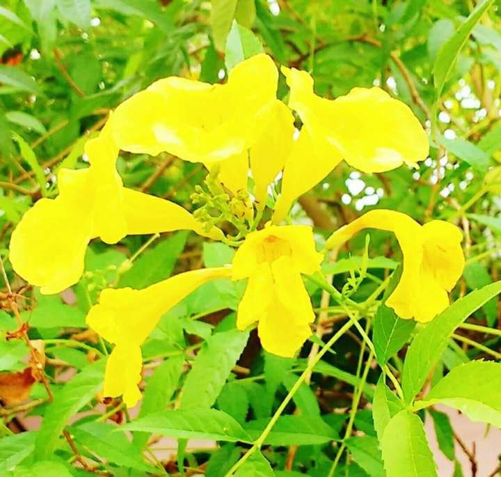 yellow