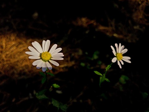 hình nền Autumn, wildflower