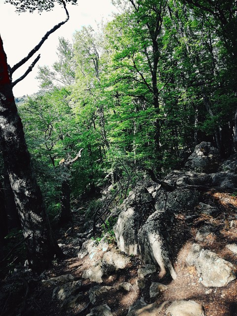 лес