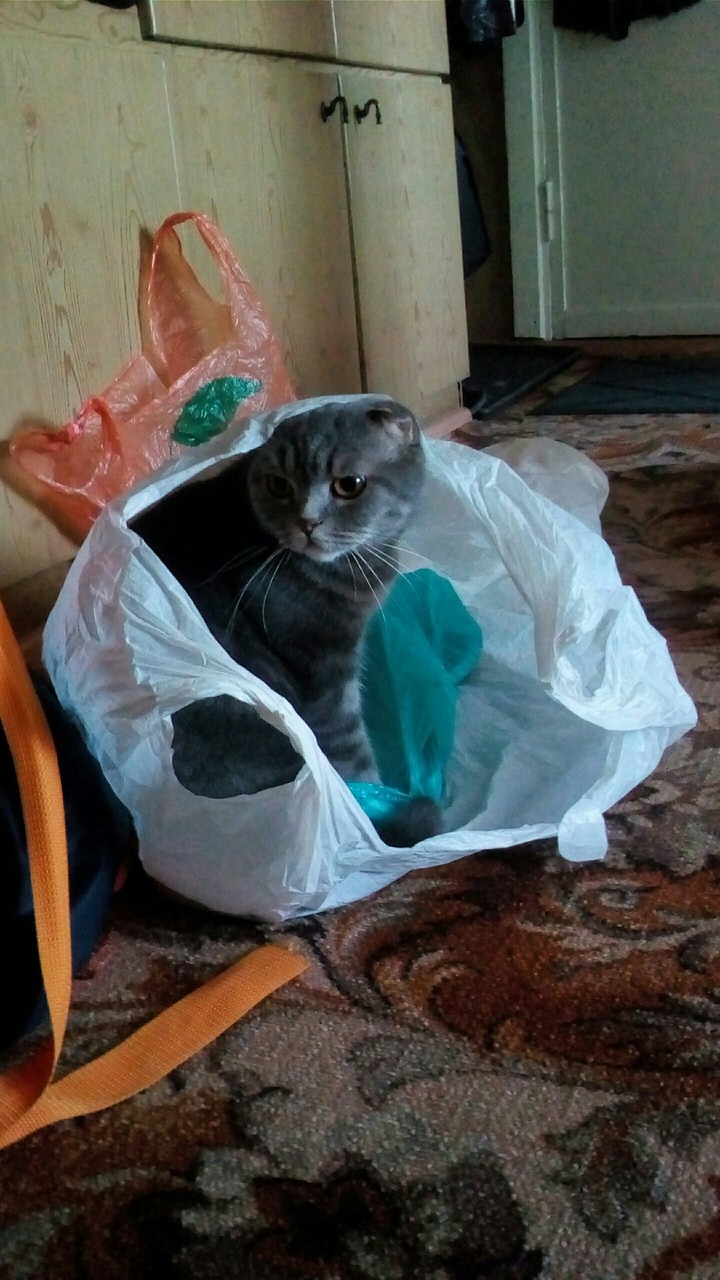 My cat