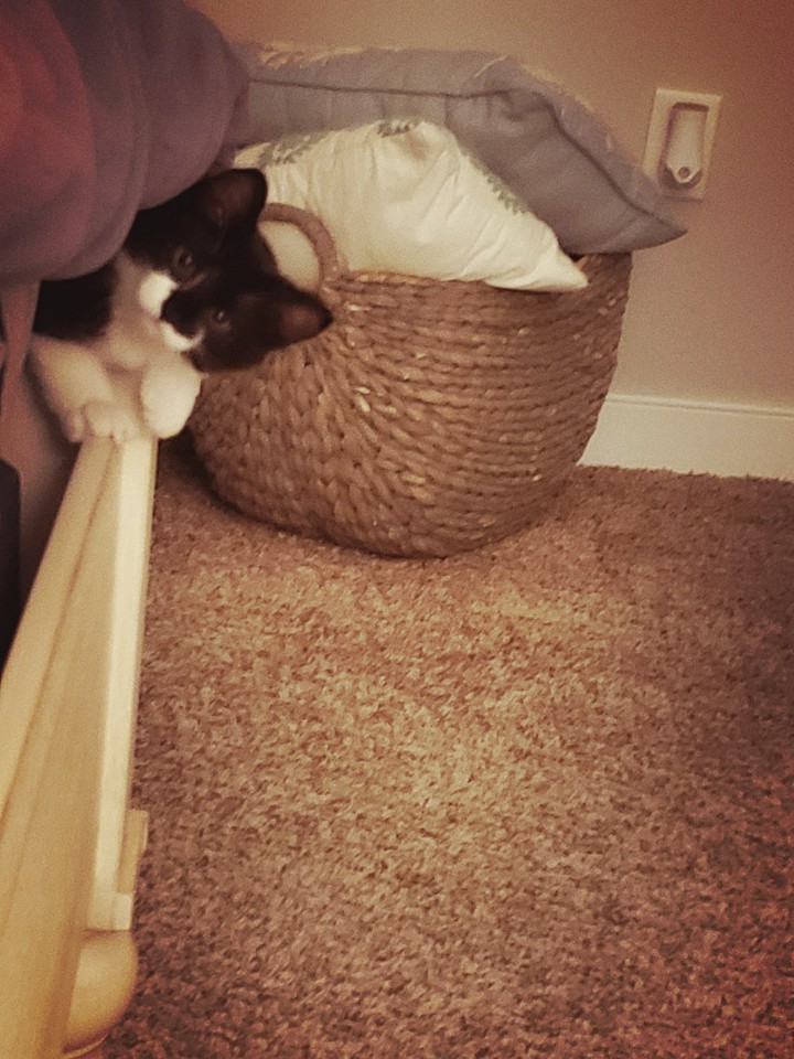 Spaghetti up to no good