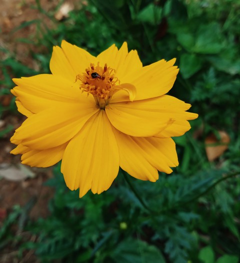 nectar hunt