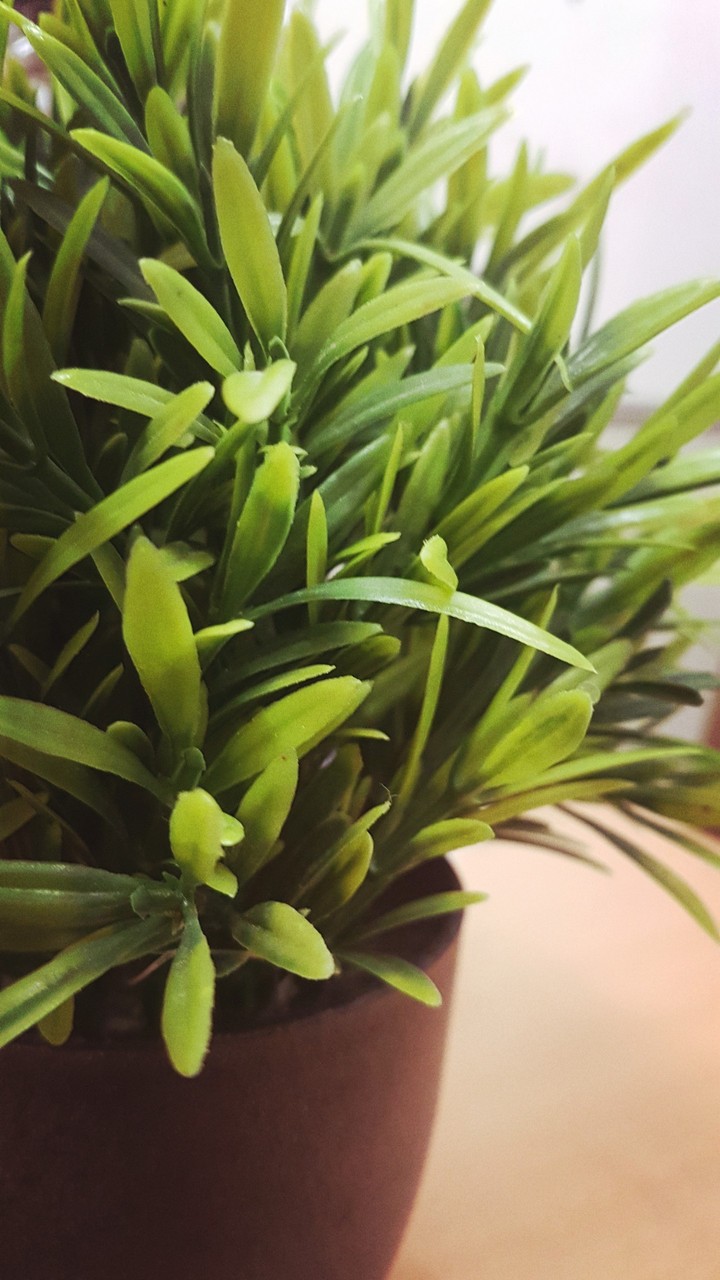 table plant