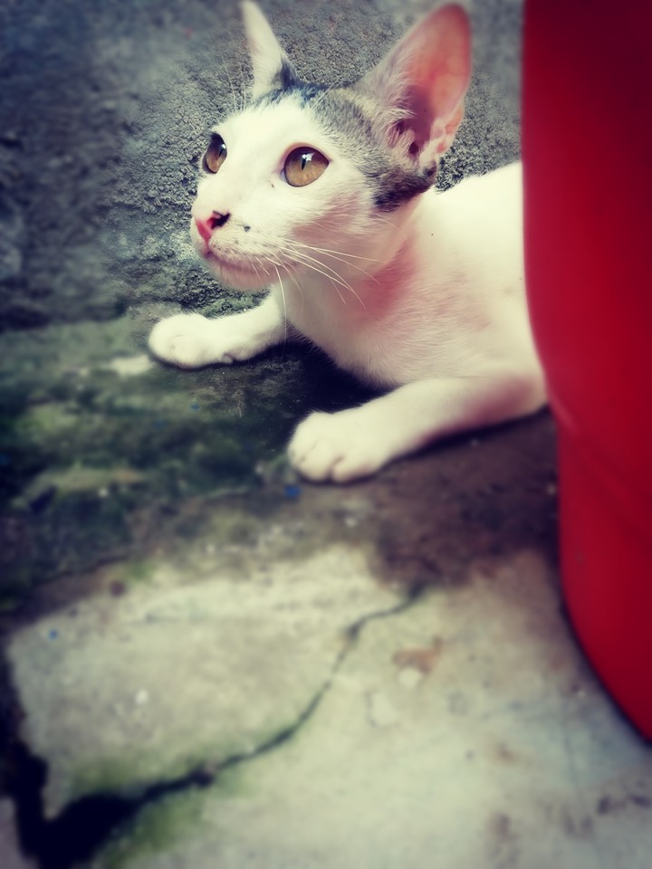 my cat 2?