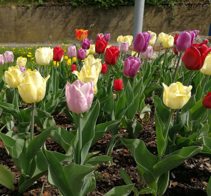Tulpen