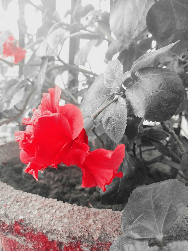 Red Hibiscus