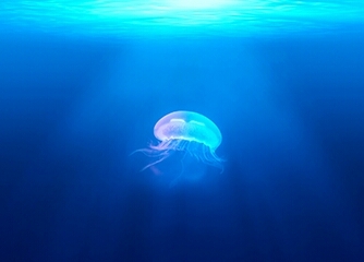 jellyfish