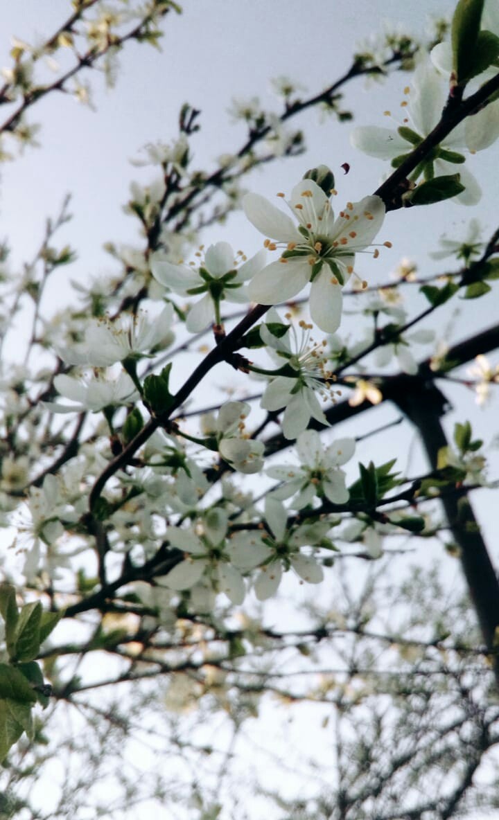 spring flowers