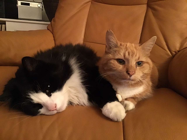 cats