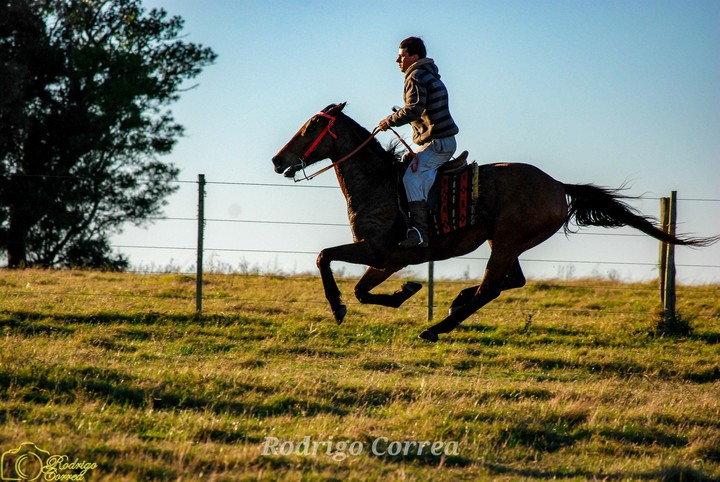 #race horse in the air#caballo de carrera en el aire