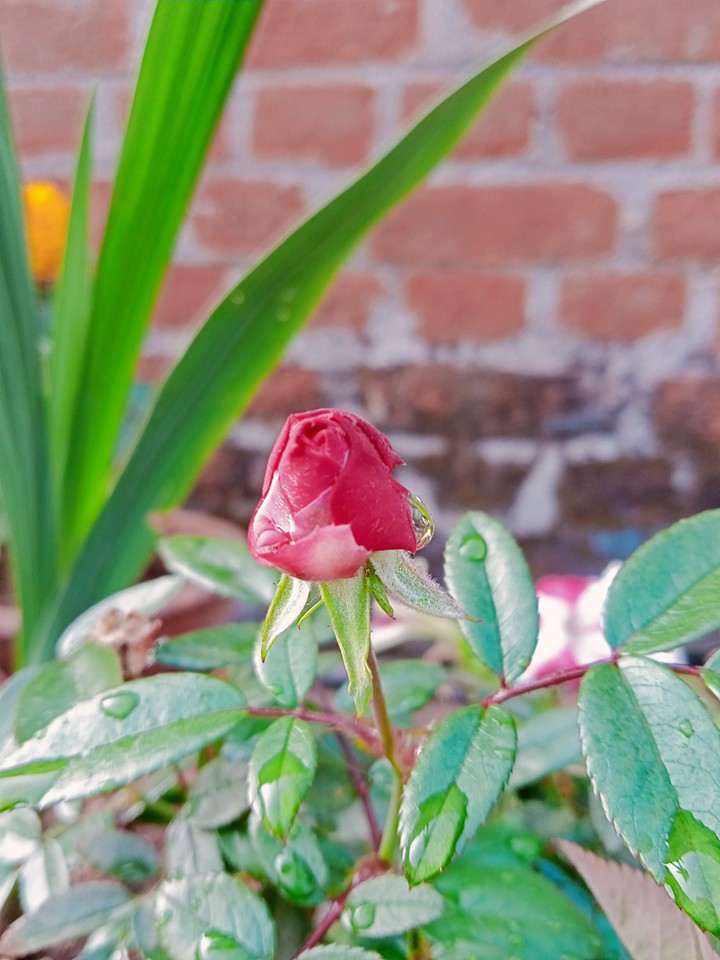 bud
