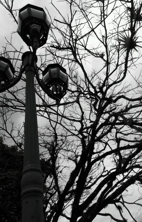 Belleza en la oscuridad