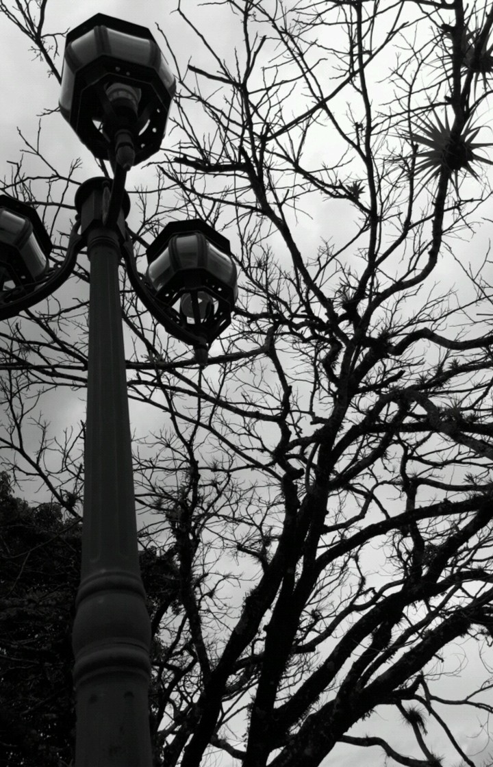 Belleza en la oscuridad
