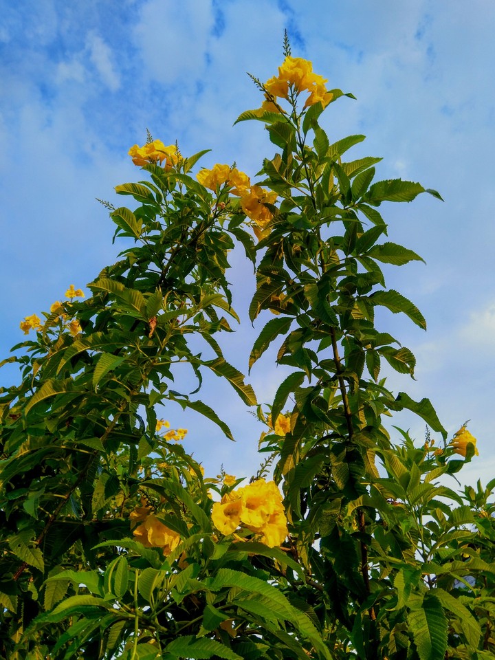 sky and flowers
