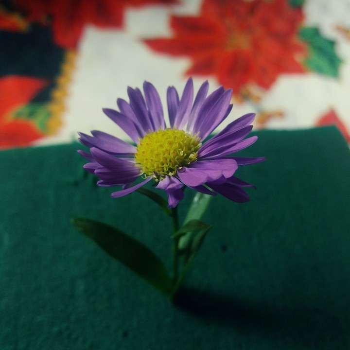 Little Flower