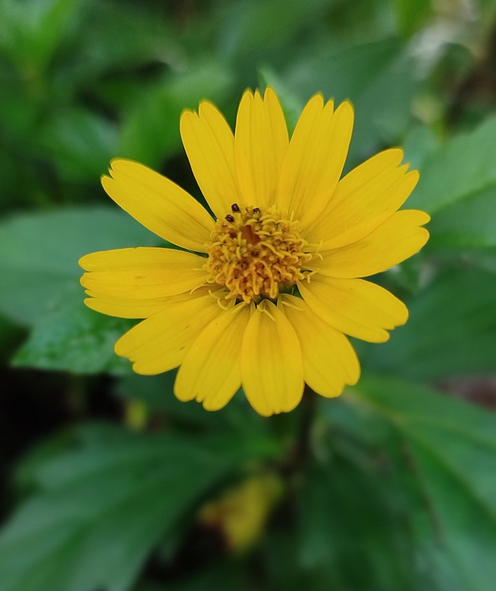 macro flower