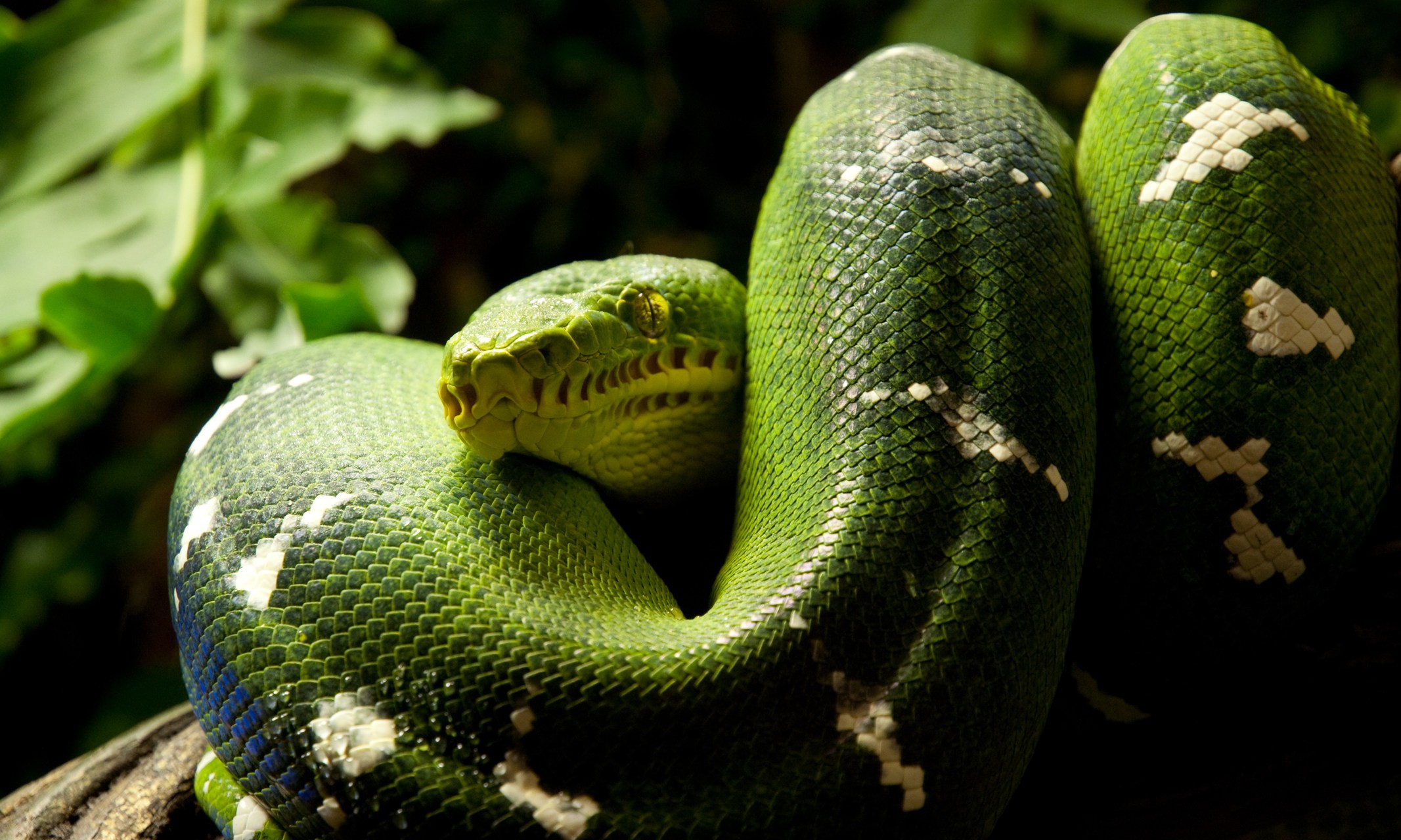 Green Snake