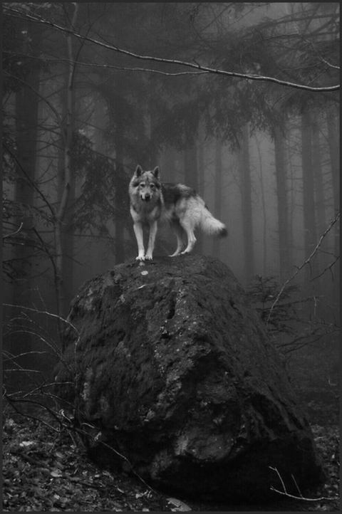 wolf