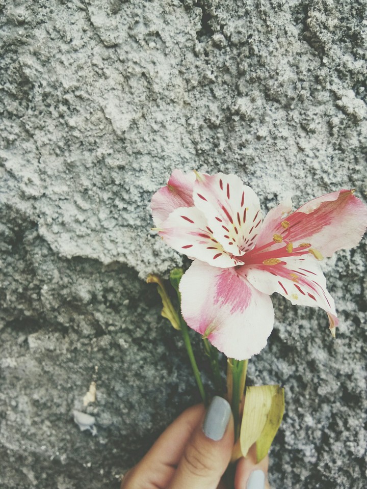 flower