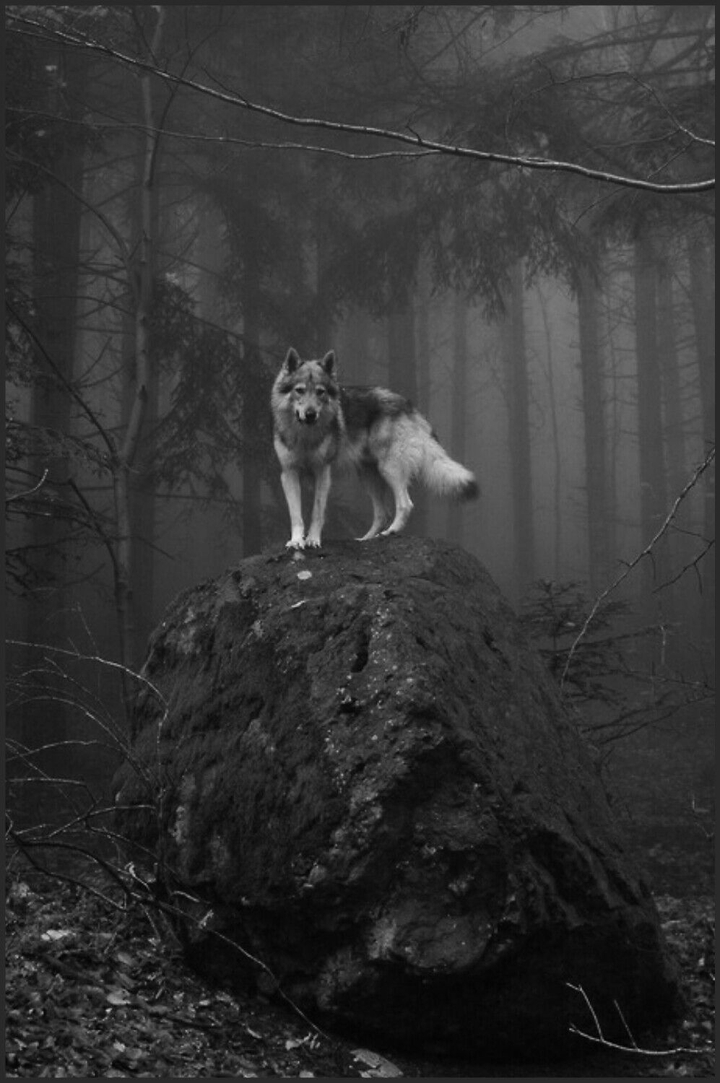 wolf