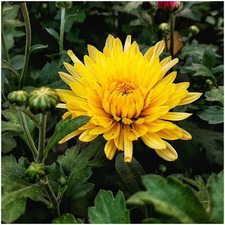 flower