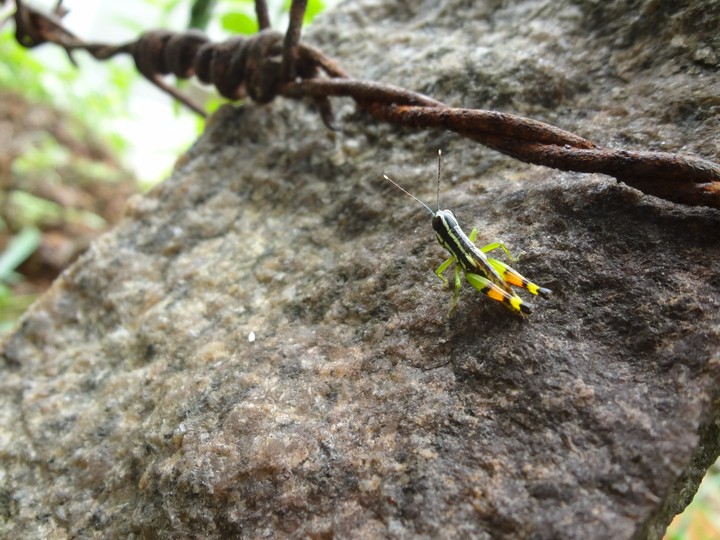 Colourful hopper