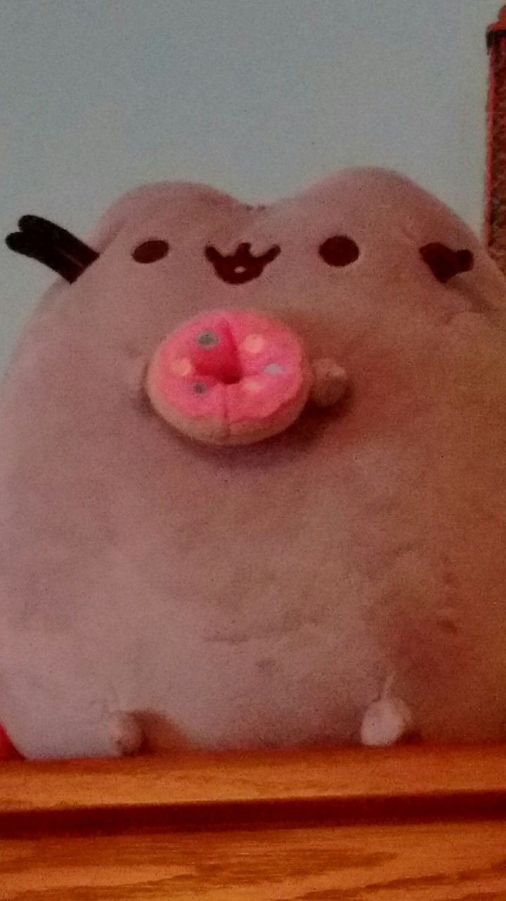 Cat With Donut
