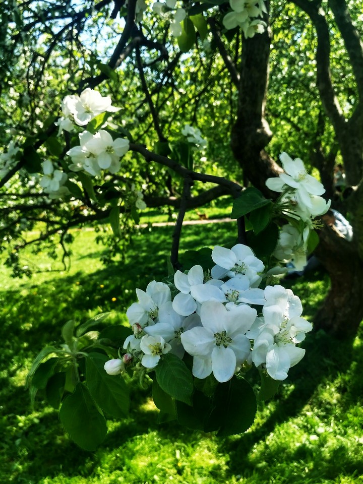 appletree
