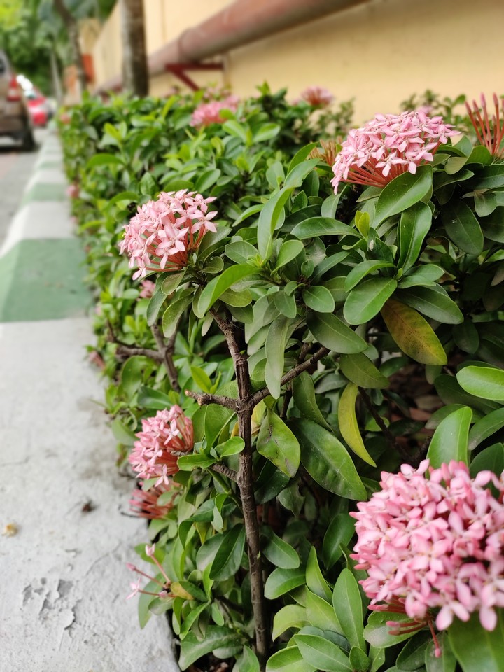 flowers