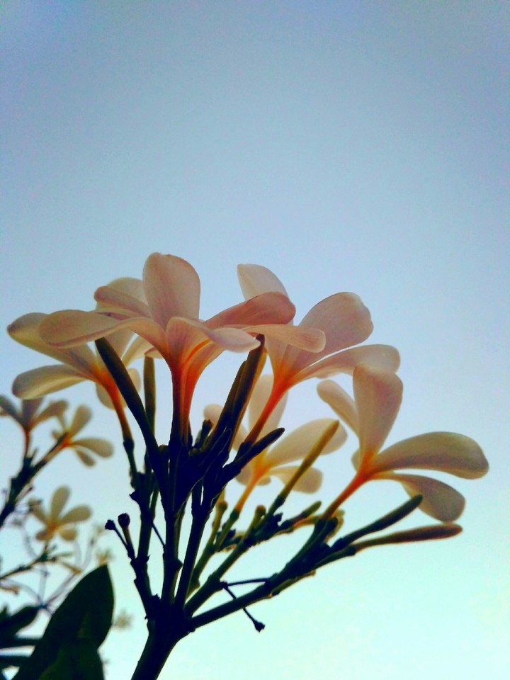 white lily