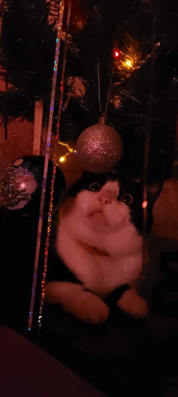 cat